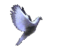g_vercin.gif